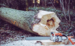 Image of chainsaw next to a downed tree